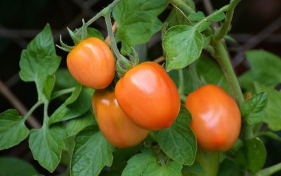 STAKING TOMATO PLANTS